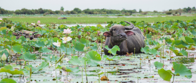 堺・アセアン交流促進委員会主催の「オンラインスタディツアー～カンボジアを知り、学ぶ～」WEBセミナー開催のご案内