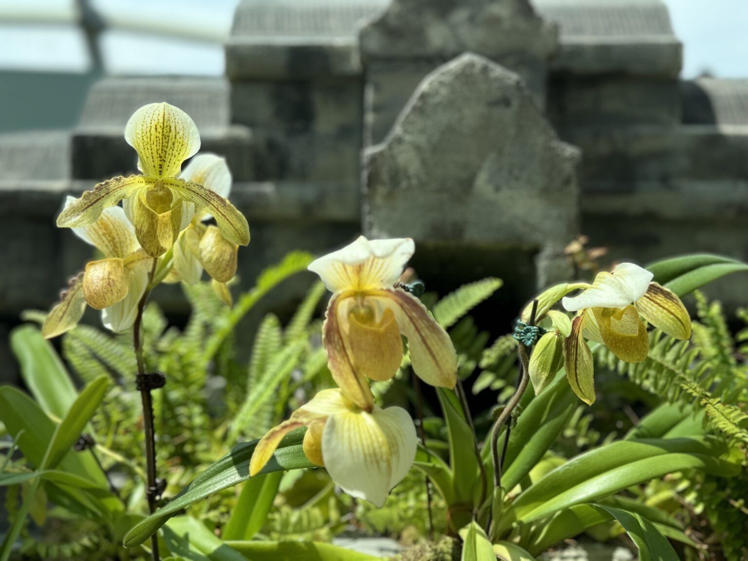 当館のスタッフがシンガポールの「Orchids of Angkor Wat
