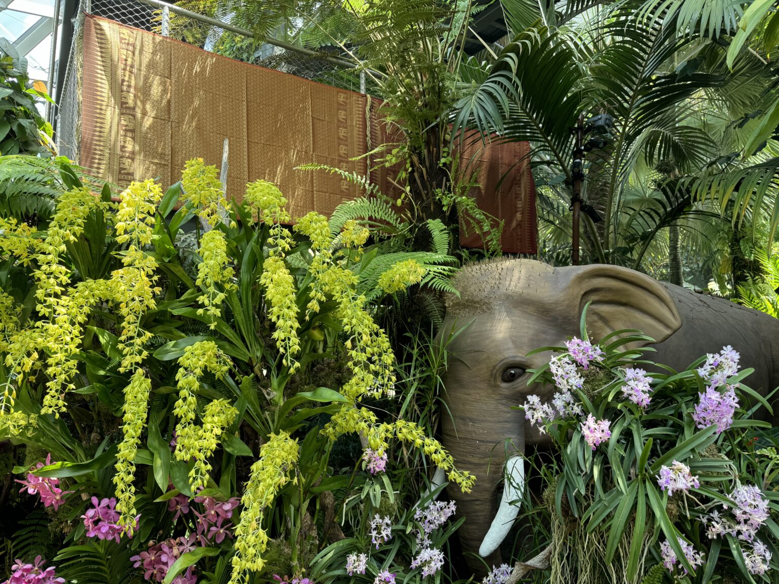当館のスタッフがシンガポールの「Orchids of Angkor Wat（アンコール